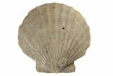 Miocene Fossil Scallop (Chesapecten) - Virginia #189060-1